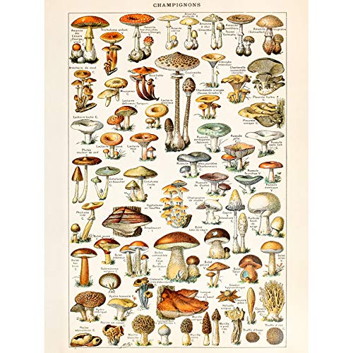 Millot Encyclopedia Page Mushrooms Fungus Framed/Unframed Wall Art Print Poster Home DŽcor A4 and A3 wall art poster – printed in Yorkshire