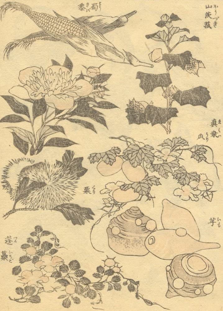 RPW Roystone Print Works Hokusai 'Plants and Vegetables', Japan, 18-19th Century, Reproduction gloss A4 & A3 Ukiyo-e Classic Art Poster wall art poster – printed in Yorkshire