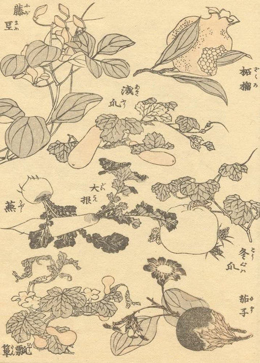RPW Roystone Print Works Hokusai 'Pomegranate, Beans and Other Vegetables', Japan, 18-19th Century, Reproduction gloss A4 & A3 Ukiyo-e Classic Art Poster wall art poster – printed in Yorkshire