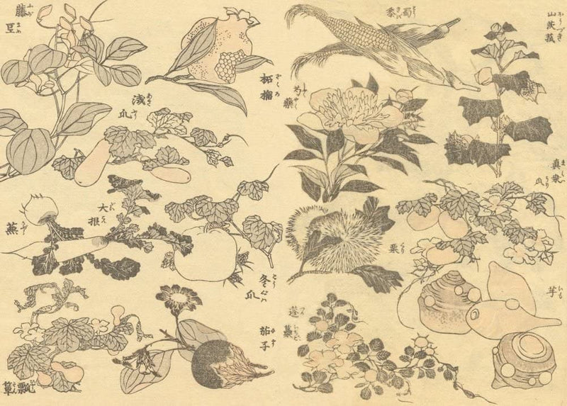 RPW Roystone Print Works Hokusai 'Hozuki Flower, Corn, shiyakuyaku Flower and Other Vegetables and Fruit', Japan, 18-19th Century, Reproduction gloss A4 & A3 Ukiyo-e Classic Art Poster wall art poster – printed in Yorkshire
