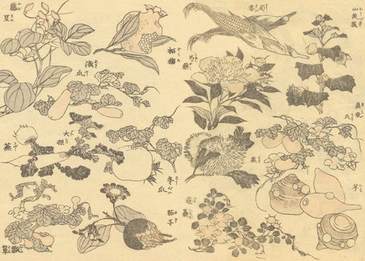 RPW Roystone Print Works Hokusai 'Hozuki Flower, Corn, shiyakuyaku Flower and Other Vegetables and Fruit', Japan, 18-19th Century, Reproduction gloss A4 & A3 Ukiyo-e Classic Art Poster wall art poster – printed in Yorkshire
