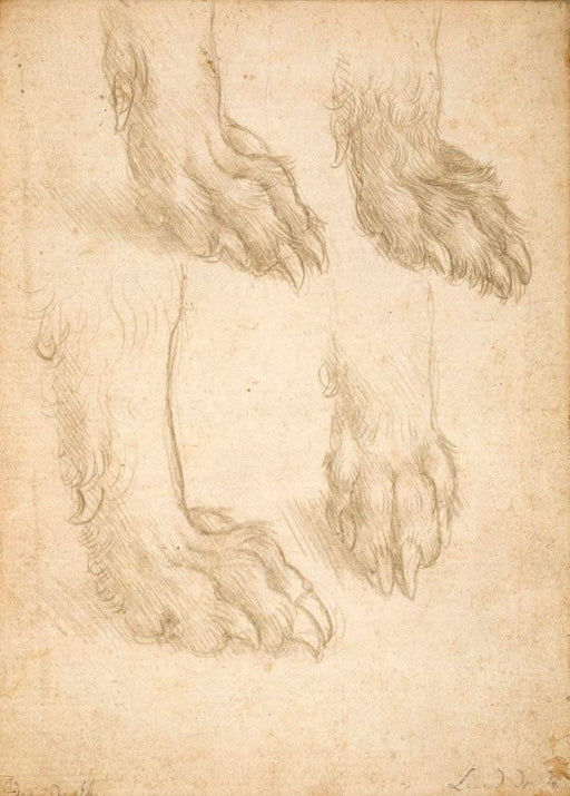 RPW Roystone Print Works Leonardo da Vinci 'Studies of Dog Paws', Italy, 1485, Reproduction 250gsm A4 & A3 Vintage Classic Art Poster wall art poster – printed in Yorkshire