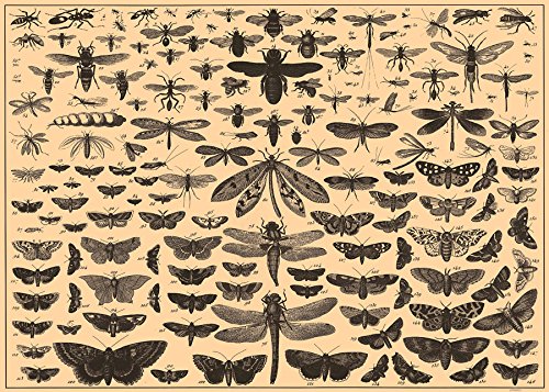Brockhaus and Efron Butterflies, Illustrated Natural History, Field Studies, Vintage insects Art Print Poster A4 and A3 wall art poster – printed in Yorkshire