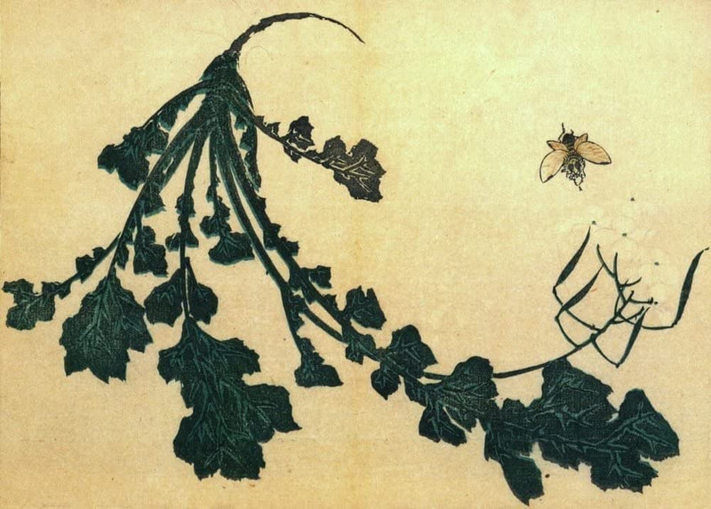 RPW Roystone Print Works Hokusai 'Radish and Bee', Japan, 18-19th Century, Reproduction gloss A4 & A3 Ukiyo-e Classic Art Poster wall art poster – printed in Yorkshire