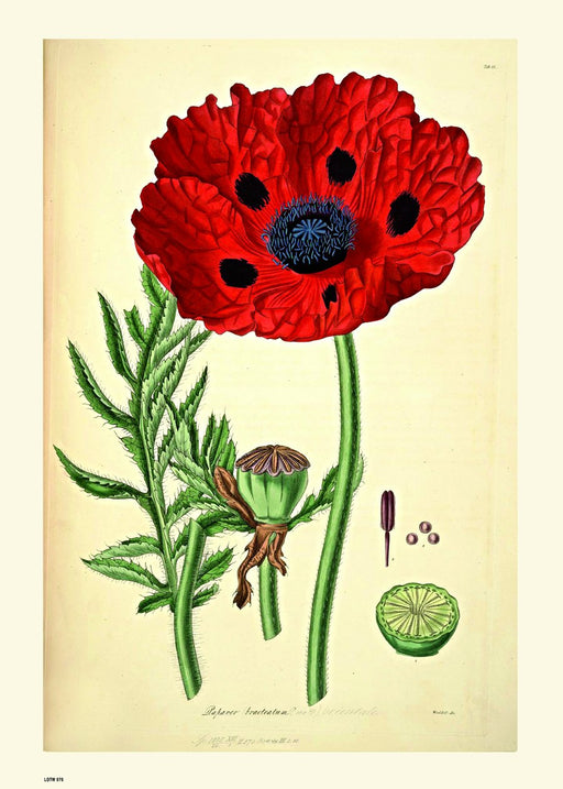 Natural History, Poppy, Illustrated Field Studies, Vintage flower, plant, floral Art Print Poster A4 and A3 wall art poster – printed in Yorkshire