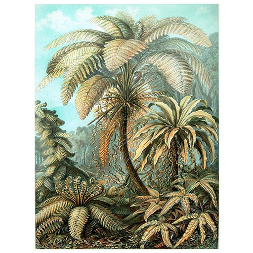 Nature Biology Fern Ernst Haeckel Germany Vintage Advertising Art Print Poster Wall DŽcor A4 and A3 wall art poster – printed in Yorkshire