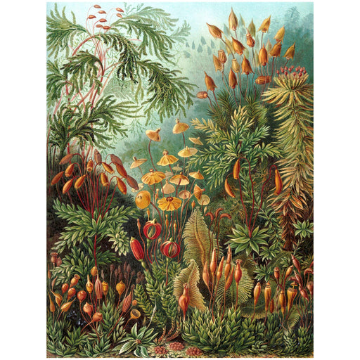 NATURE ART ERNST HAECKEL SEA PLANT BIOLOGY GERMANY VINTAGE POSTER PRINT A4 / A3 wall art poster – printed in Yorkshire