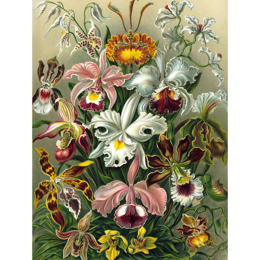 NATURE ART ERNST HAECKEL PLANT FLOWER BIOLOGY GERMANY VINTAGE POSTER PRINT A4 / A3 wall art poster – printed in Yorkshire