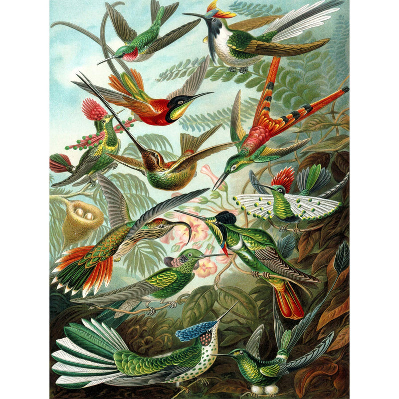 NATURE ART BIOLOGY BIRD HUMMING ERNST HAECKEL GERMANY VINTAGE POSTER PRINT A4 / A3 wall art poster – printed in Yorkshire