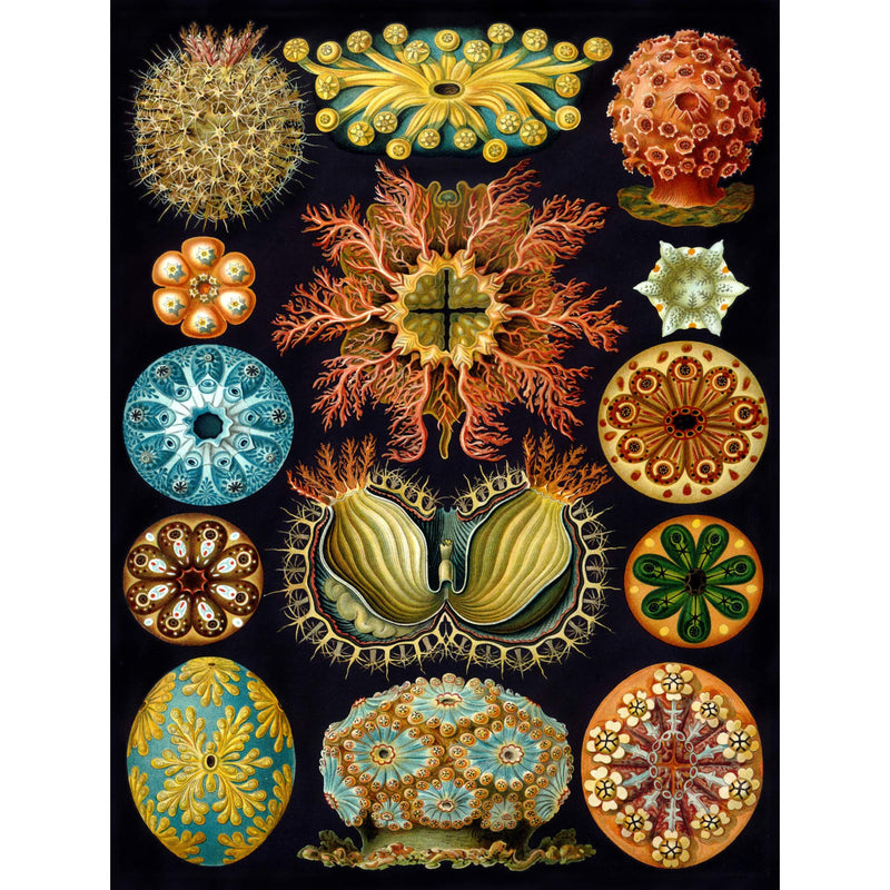 NATURE ART HAECKEL ERNST PLANKTON SEA BIOLOGY GERMANY VINTAGE POSTER PRINT A4 / A3 wall art poster – printed in Yorkshire