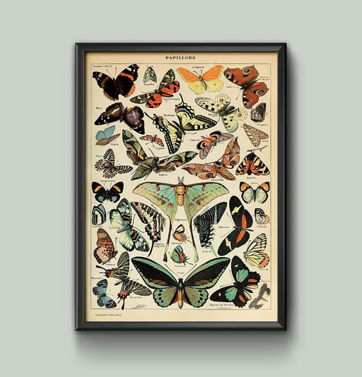 Poster Butterfly Encyclopedia Print - Vintage Adolphe Millot Wall Art, Framed or Unframed, High Quality Home Decor wall art poster – printed in Yorkshire