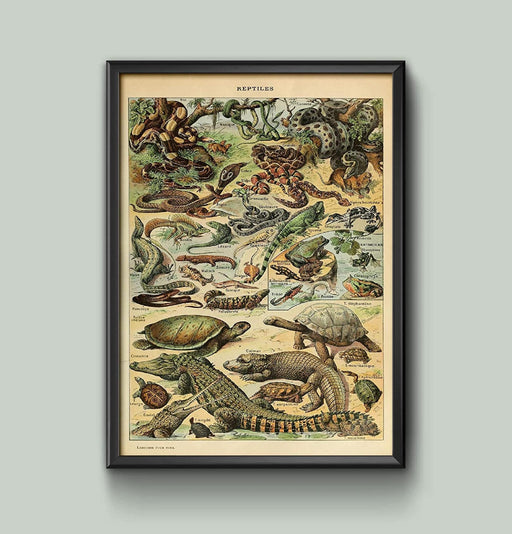 Adolphe Millot Encyclopedia Page Reptiles Educational Framed/Unframed Wall Art Print Poster Home Décor A4 and A3 wall art poster – printed in Yorkshire