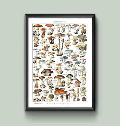Vintage Poster Print Adolphe Millot Mushrooms Mycology Wall Art, Educational Framed/Unframed Home Decor, Various Sizes wall art poster – printed in Yorkshire