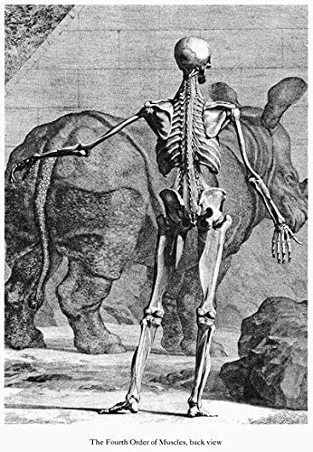 Vintage Medical Anatomy Illustration Human Body Anatomical Sketch Skeleton Back Albinus Poster Print